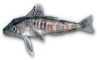 Champsocephalus_gunnari.jpg