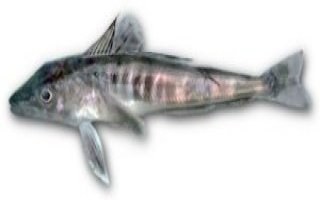 Champsocephalus_gunnari.jpg
