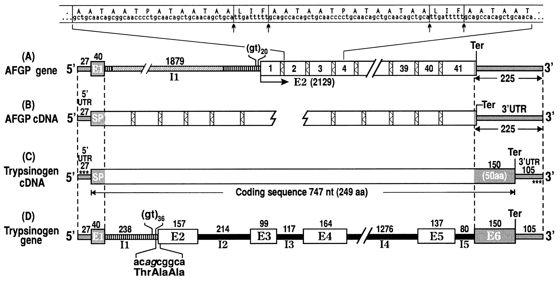 Structure gène AFGP.jpg