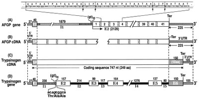 Structure gène AFGP.jpg