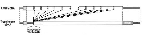 Structure simplifiée AFGP.jpg