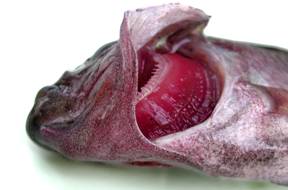 Branchies habituelles.jpg