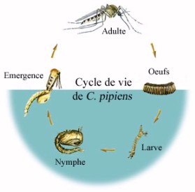 cycle moustiques