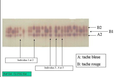 gel electrophorese.jpg