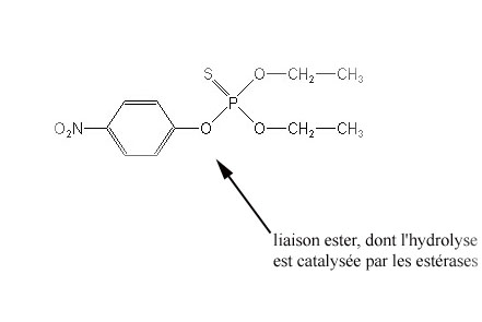 parathion.jpg