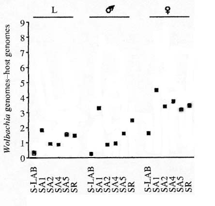 wolbachia.jpg