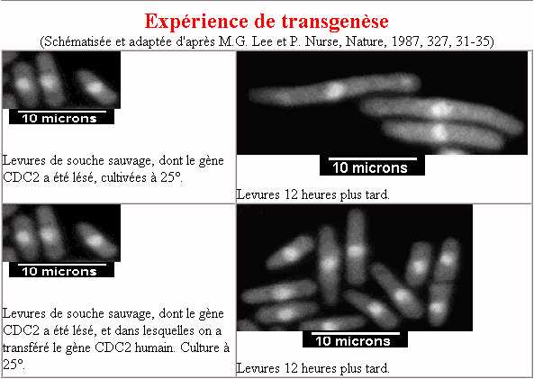 transgeneseSP