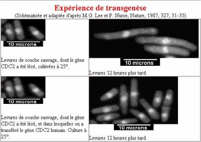 transgeneseSP