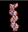 ADN humain.jpg