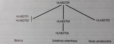 Filiation entre allèles HLA