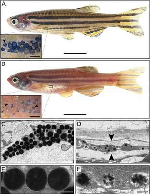 Poisson zèbre sauvage et golden.jpeg