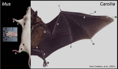 Comparaison-Souris-Chauve-souris.jpg