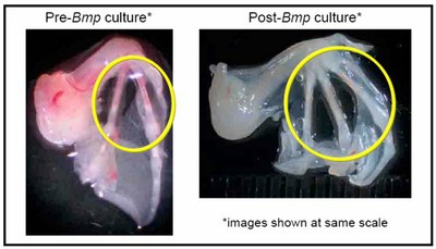 Développement avec BMP2.jpg