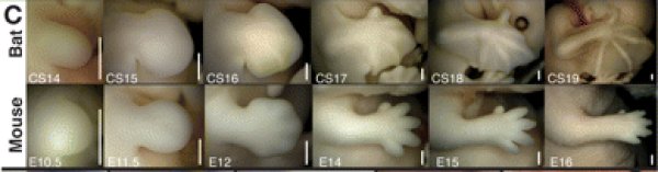 Développement membres antérieurs.jpg