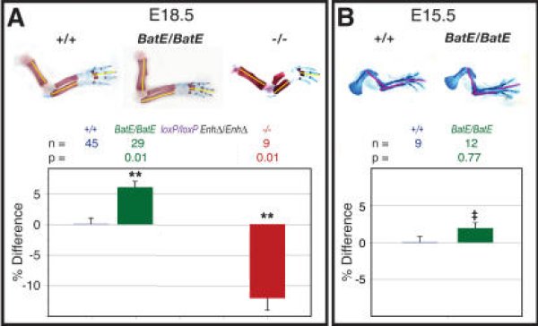 Expérience de transgénèse.jpg