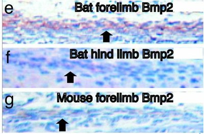 Expression de BMP2.jpg