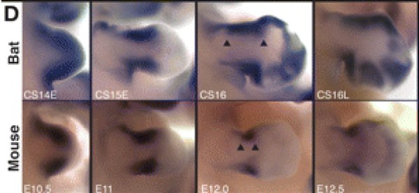 Expression de PRX1.jpg