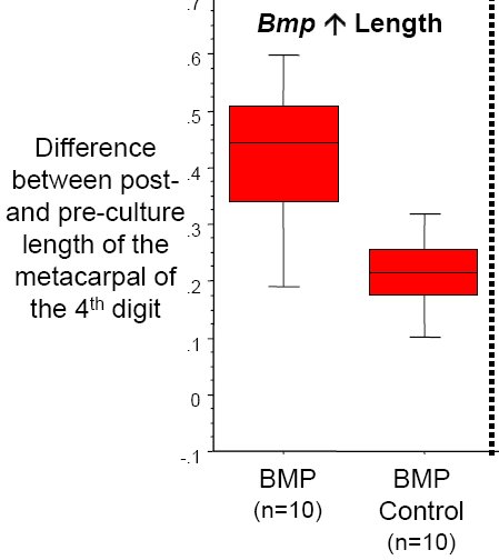 Graphique développement BMP2.jpg