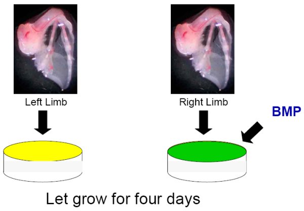 Principe développement avec BMP2.jpg