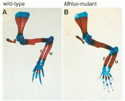 mutation PRX1 souris.jpg