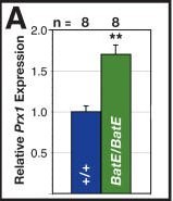 niveau d'expression.jpg