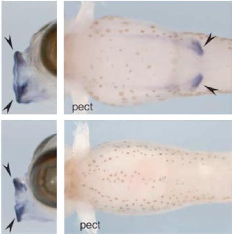 Embryons d'épinoches.jpg