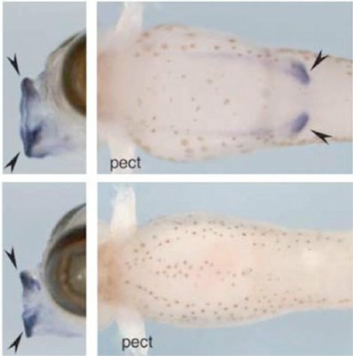 Embryons d'épinoches.jpg