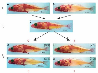 Résultats croisements.jpg