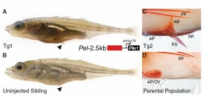 Trangénèse épinoches.jpg