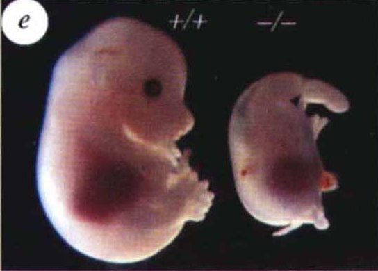 Effets suppression shh..jpg