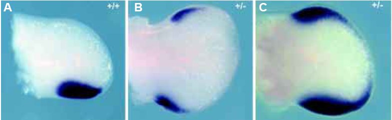 Expression shh souris.jpg