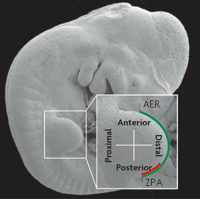 Gestation souris.jpg
