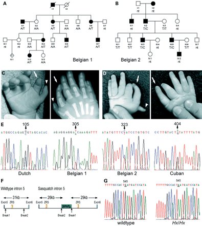Image de polydactyles-2.jpg