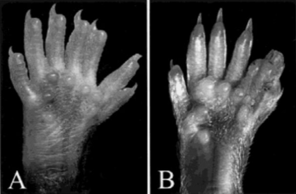Mains souris polydactyle.jpg