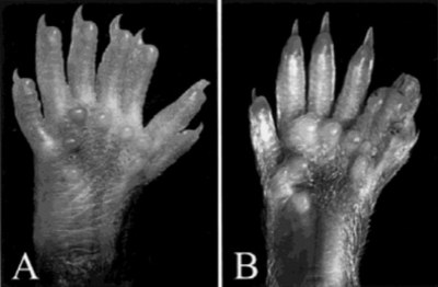 Mains souris polydactyle.jpg