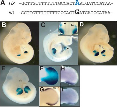 Transgenèse ZRS-1.jpg