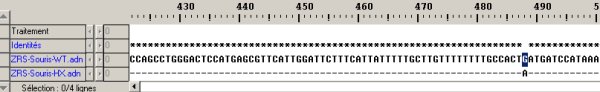 Comparaison séquences WT- HX.jpg