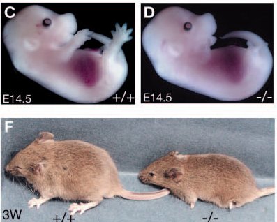 Comparaison souriceaux avec et sans ZRS.jpg