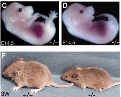 Comparaison souriceaux avec et sans ZRS.jpg