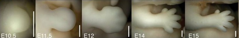 Etapes développement souris.jpg