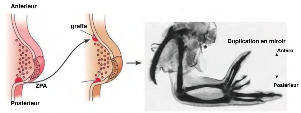 Greffe zpa poulet.jpg