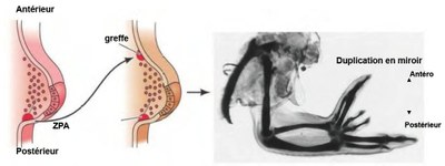 Greffe zpa poulet.jpg