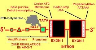 Shématisation d'un gène.jpg