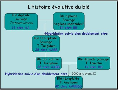 Schéma de synthèse.jpg