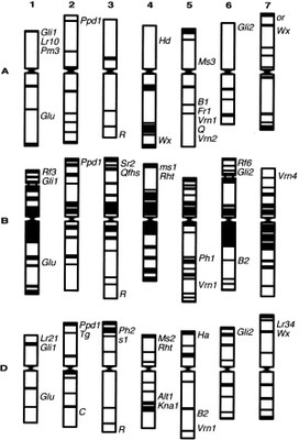 Carte génétique.jpg