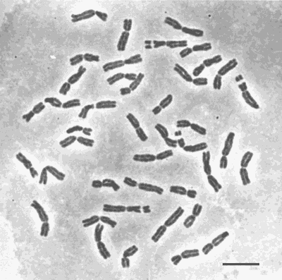 Triticum aestivum 6N.gif