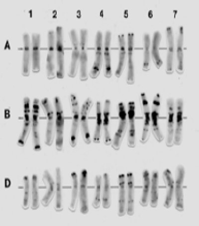Triticum aestivum.jpg