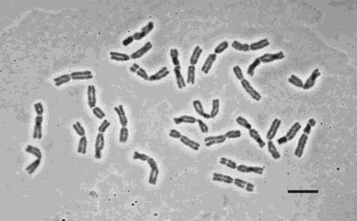 Triticum Durum 4N.gif