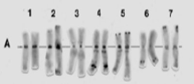 Triticum monococcum.jpg