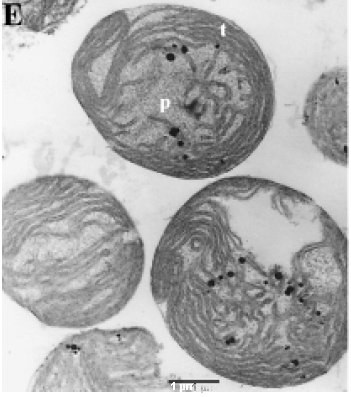 Chloroplastes isolés.jpg